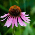 Echinacea for Herpes Prevention: A Comprehensive Look
