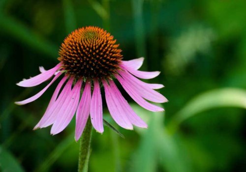 Echinacea for Herpes Prevention: A Comprehensive Look